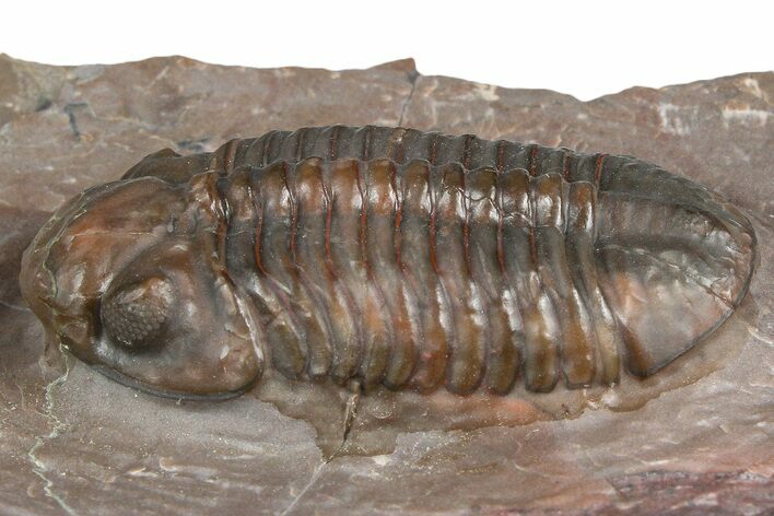 Prone Austerops Trilobite Fossil - Jorf, Morocco #368603